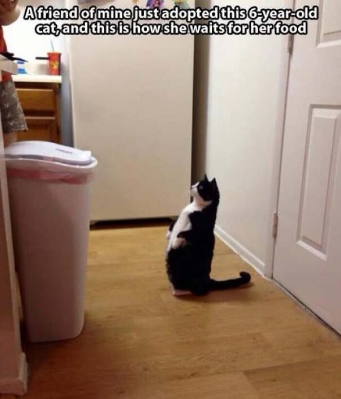 Cat standing like human waiting for food meme