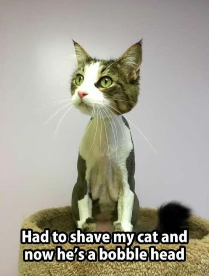 Cat shaved to look like a bobble head meme