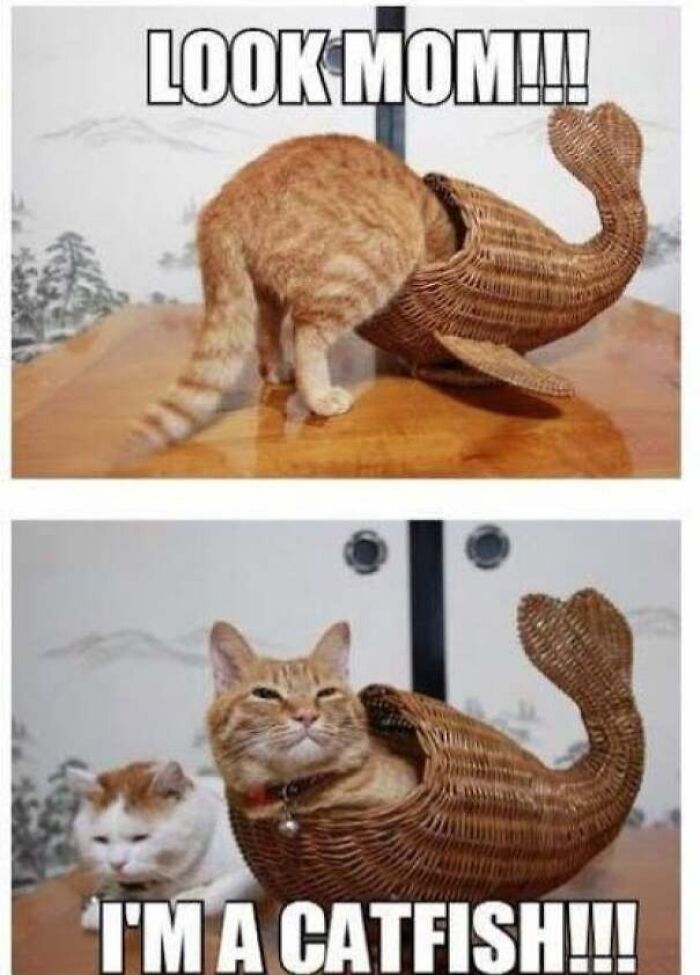 Cat with head inside a fish-shaped basket catfish meme
