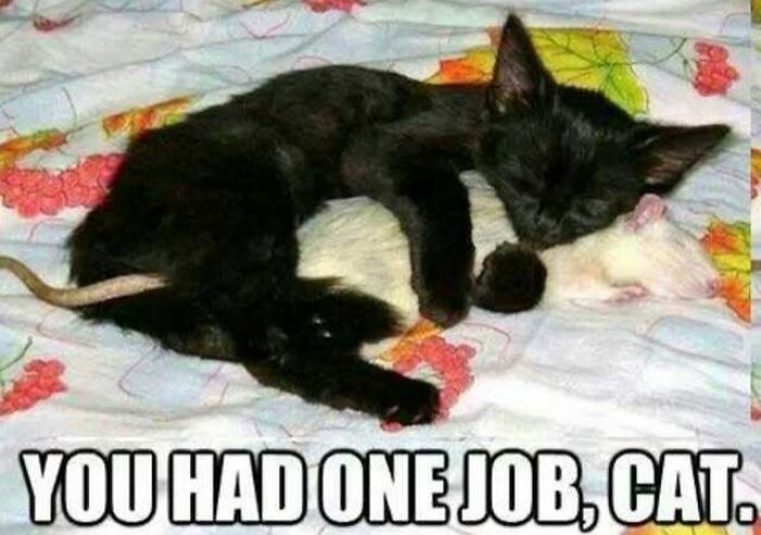Black cat hugging a white rat with text you had one job cat meme