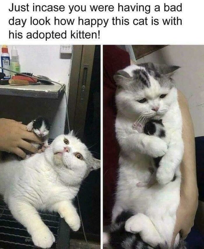 Happy cat cuddling tiny adopted kitten showing affection