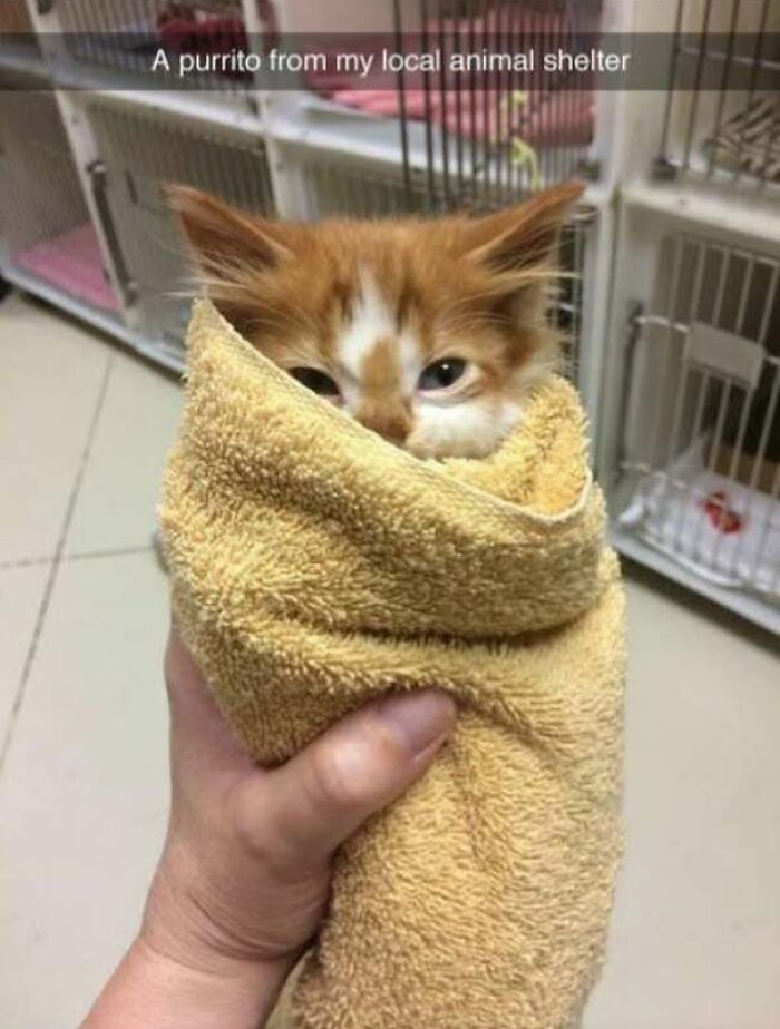Orange kitten wrapped in a towel resembling a burrito at an animal shelter