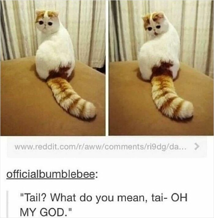 Funny cat meme showing a cat with a face pattern resembling eyes on its tail