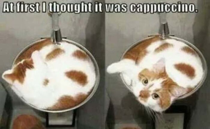 Cat curled up in coffee cup mistaken for cappuccino meme