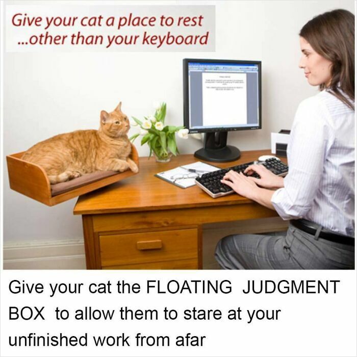 Woman working at desk with cat in wooden bed meme about cat resting spot