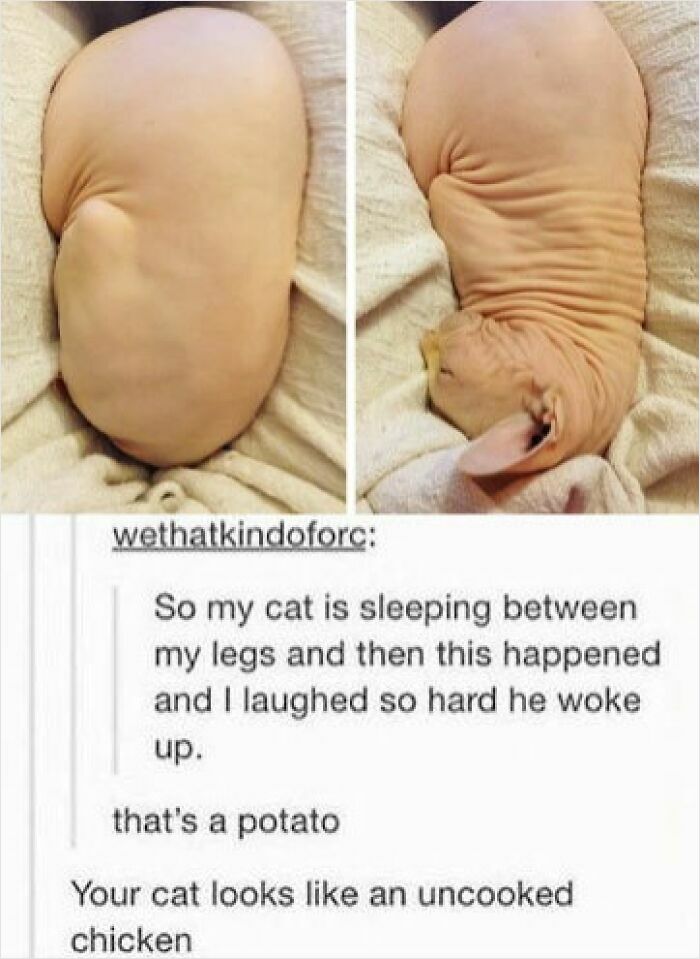 Hairless cat curled up resembling a potato in old-school cat meme