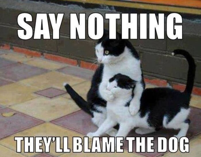 Two black and white cats with caption blaming the dog in meme