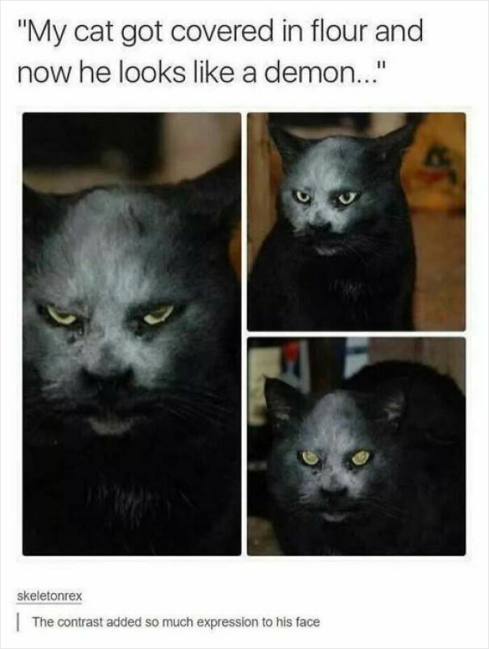Black cat covered in white powder with expressive face like a demon
