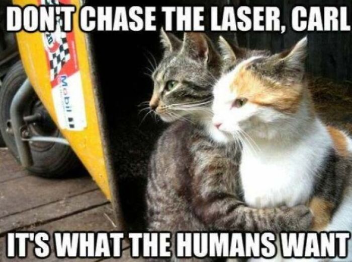 Two cats with one hugging the other and text about not chasing the laser in cat memes