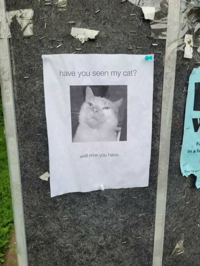 A missing cat poster with funny pics of a smug cat saying well now you have