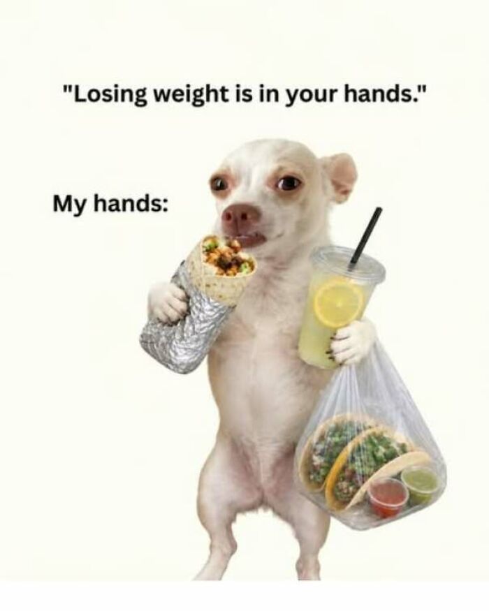 Funny pics meme of a chihuahua holding a burrito and tacos