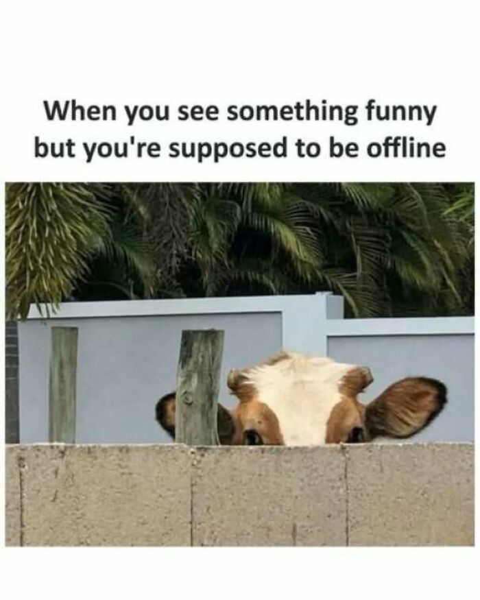 Funny pics of a cow peeking over a concrete wall with caption about seeing funny things offline.