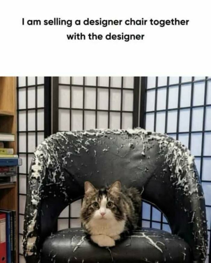 Cat sitting on a scratched leather chair, among funny pics