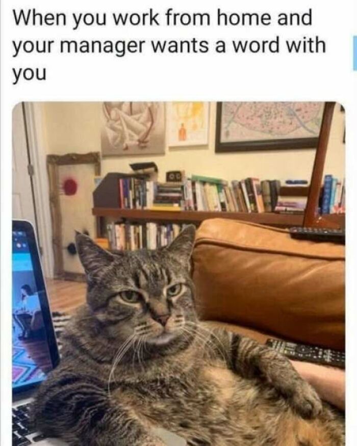 Strange and funny pics meme of a cat sitting lazily with a laptop during a remote work meeting
