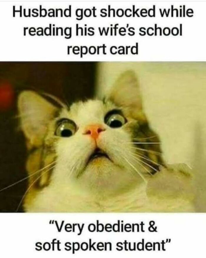 Funny pics meme featuring a wide-eyed cat looking shocked at a school report card description