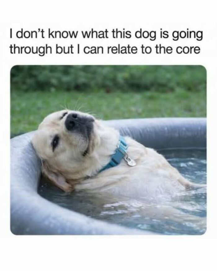 Funny pics meme of a tired dog relaxing in a small outdoor pool