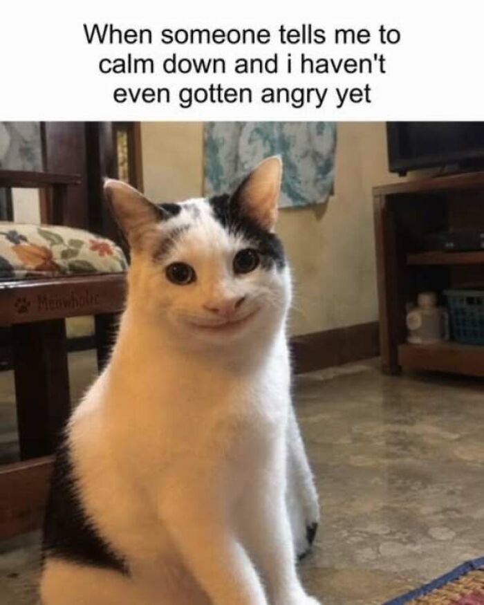 Funny pics meme of a cat politely smiling with text about staying calm