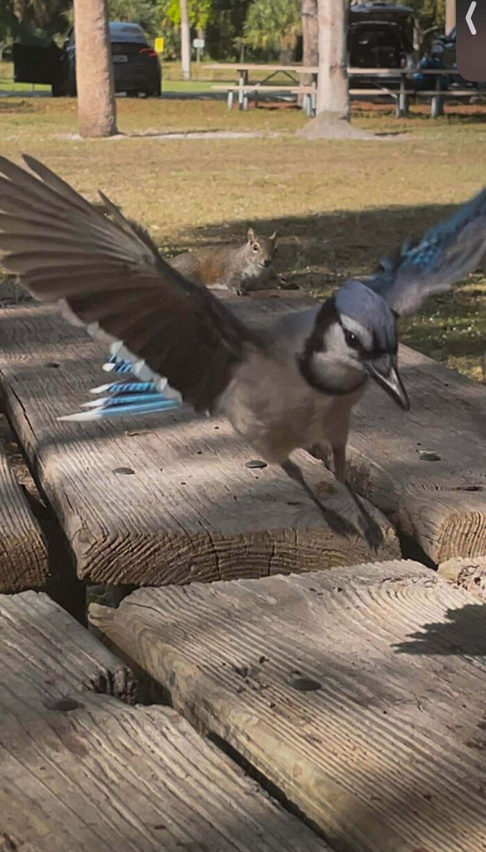 A blue jay taking flight from a wooden picnic table near a squirrel, showcasing angry birds in action.