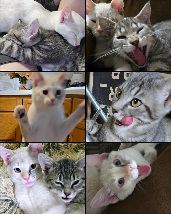 Collage of cats showing both majestic and silly facial expressions and poses