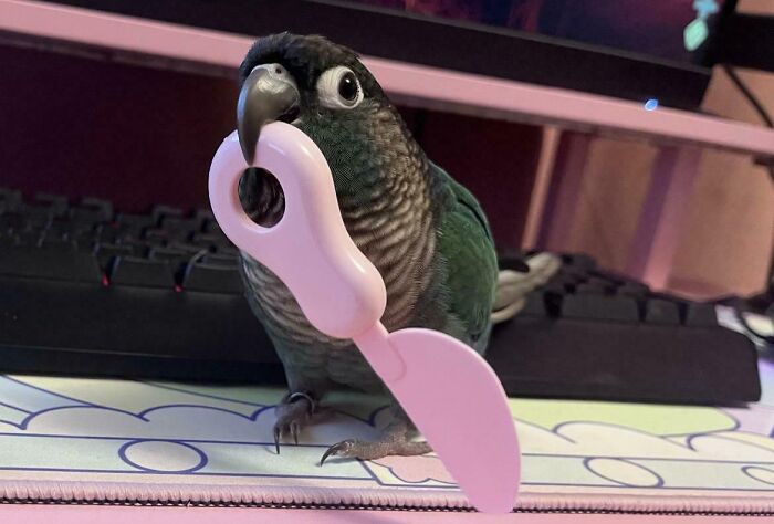 A small green parrot holding a pink plastic knife, looking like one of the angry birds.