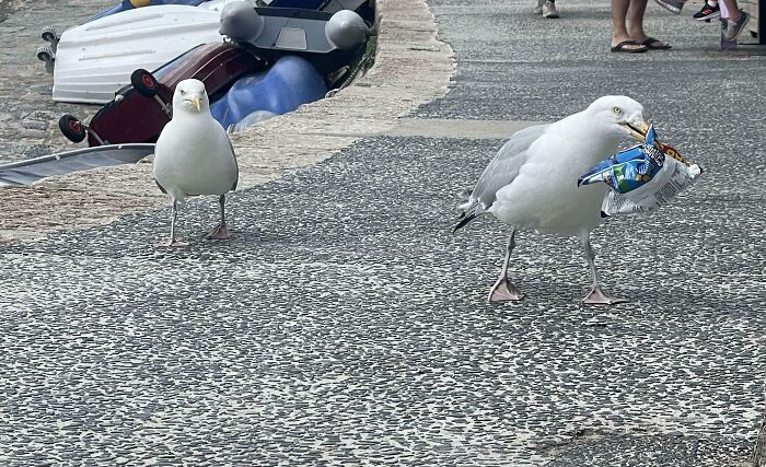 A seagull walks with a stolen bag of chips in a photo of hilarious angry birds.