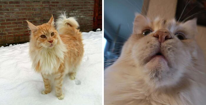 Fluffy orange cat standing on snow with majestic look and funny closeup of cat surprised face