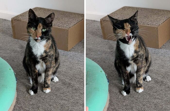 Majestic tortoiseshell cat sitting and yawning showing funny contrast