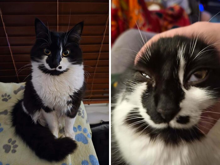 Black and white cat looking regal versus making a silly face