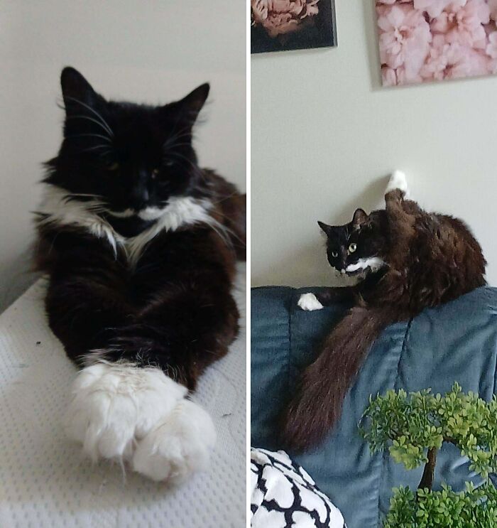 Fluffy black and white cat poised gracefully and in a funny stretchy pose