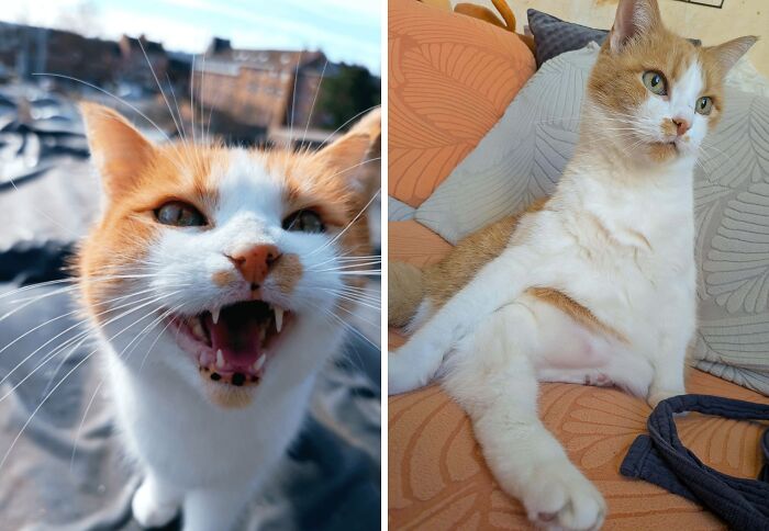 Orange and white cat looking proud and then sitting awkwardly on couch