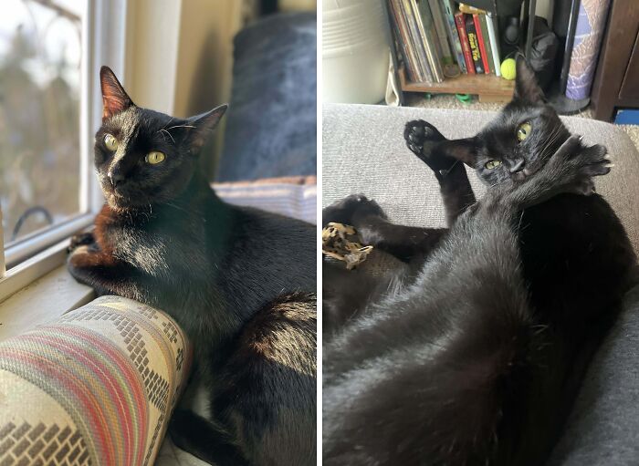 Black cat basking in sunlight and then in a playful twisted pose