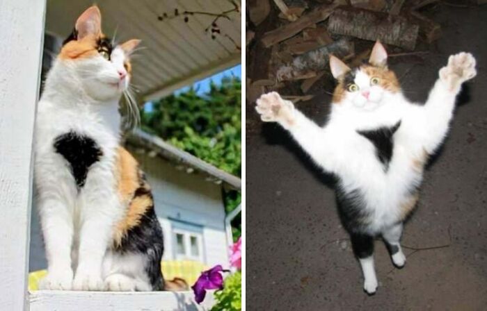 Majestic and funny calico cat photos showing contrasting expressions and poses