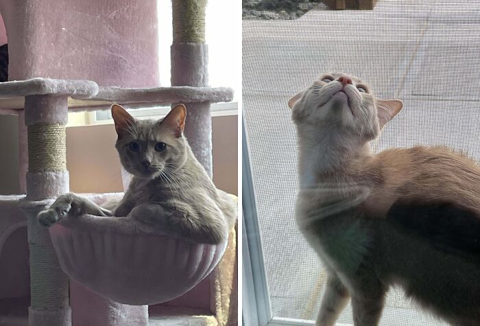 Cat relaxing on pink cat tree and looking up through window