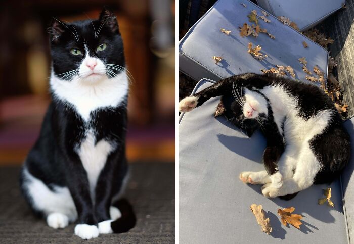 Majestic black and white cat sitting alert indoors