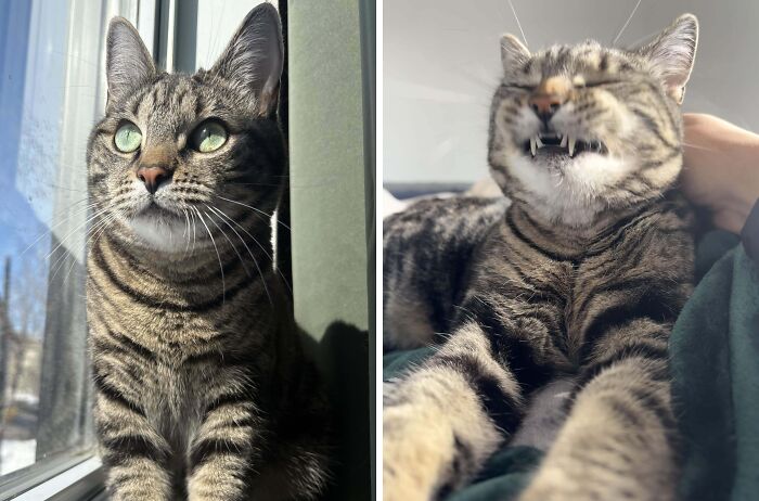 Striped tabby cat looking outside and making funny face indoors