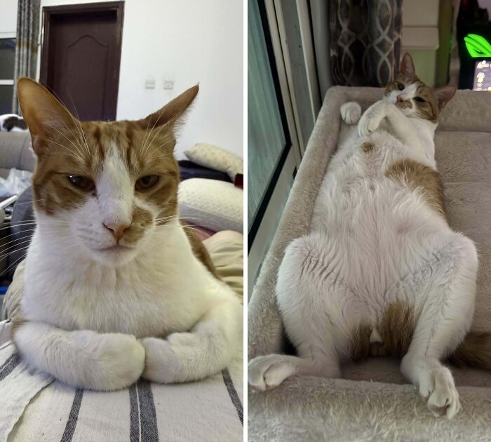 Majestic cat resting with paws folded on striped fabric indoors