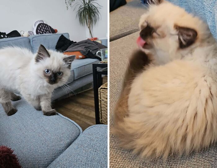 Fluffy Siamese kitten walking and licking paw on couch in humorous cat owner photos