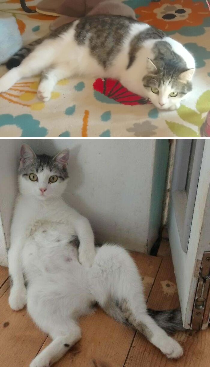 Tabby and white cat lying down and sitting awkwardly on wooden floor in cat owner photos