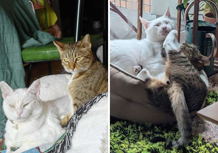 Two cats resting with one white and one tabby, showing cat owners majestic and unflattering photos