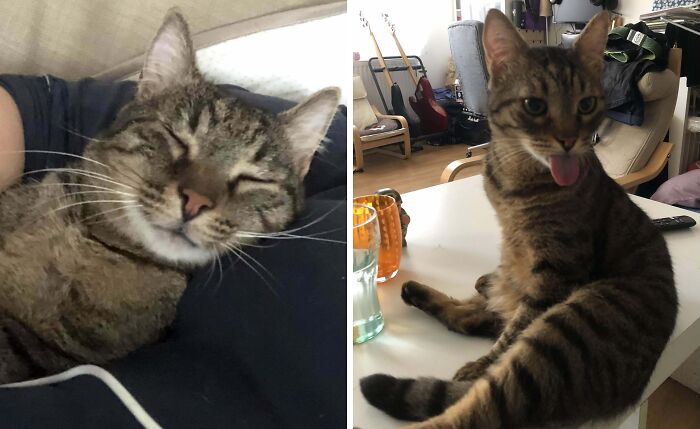 Tabby cat winking and the same cat sticking out its tongue indoors