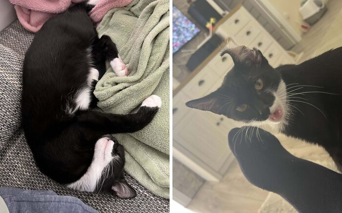 Majestic tuxedo cat sleeping curled up on cozy blankets and its playful less flattering pose indoors