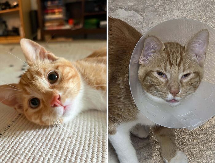 Orange cat looking curious and the same cat with a cone collar looking tired
