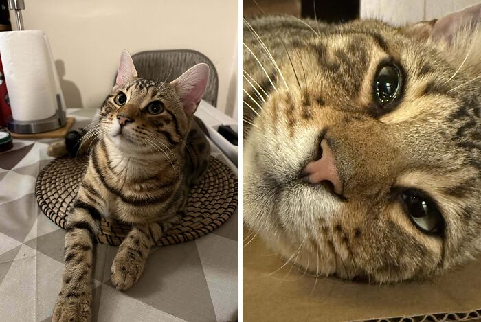 Majestic tabby cat lying on a woven mat with a close-up of the cat's face