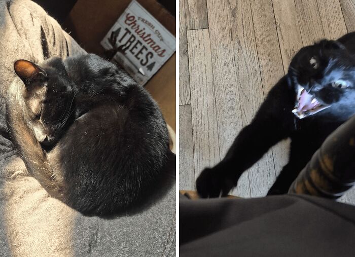 Black cat sleeping curled up and same cat aggressively clawing with mouth open