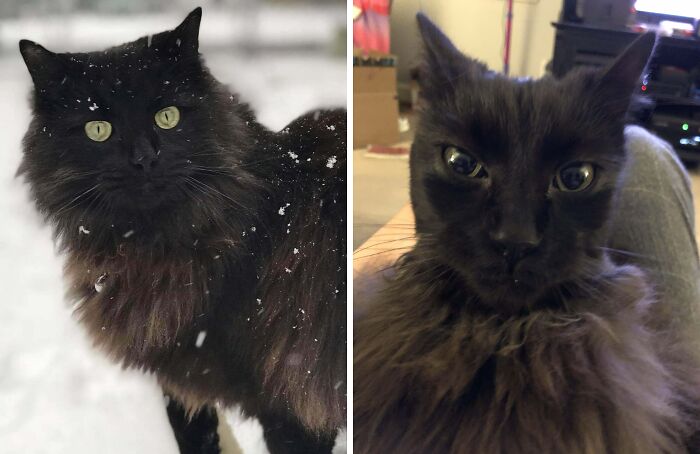 Black long-haired cat in snowy outdoors and same cat making funny face indoors