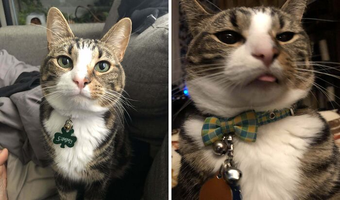 Elegant tabby cat with collar sitting on couch and goofy cat with tongue out wearing bow tie