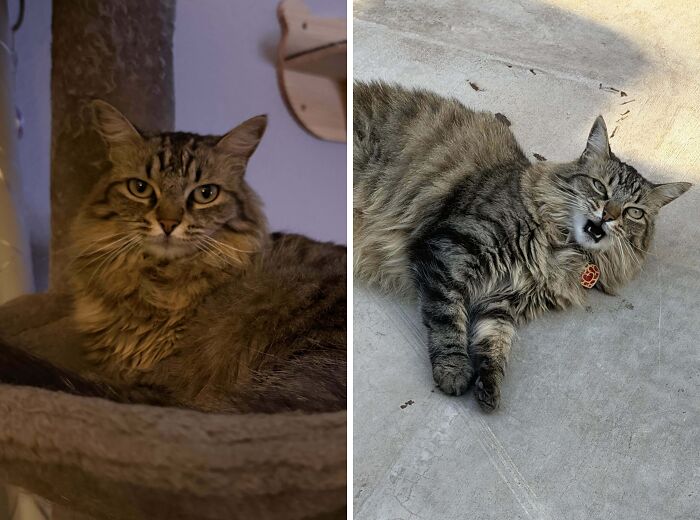 Majestic tabby cat resting indoors and in funny playful outdoor pose on concrete