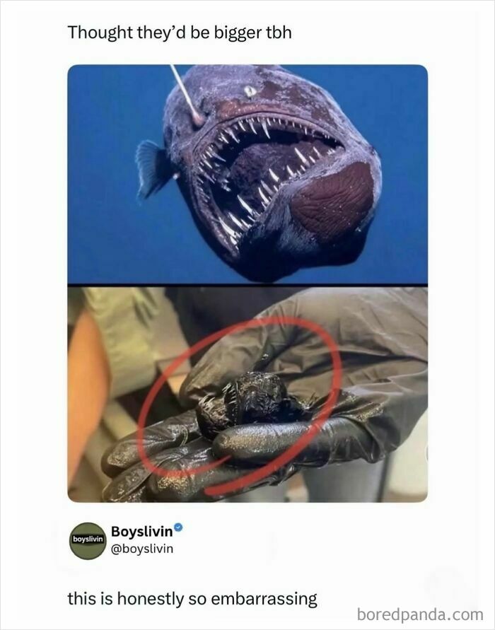 Deep sea fish with sharp teeth looks smaller in person's gloved hand boys livin posts