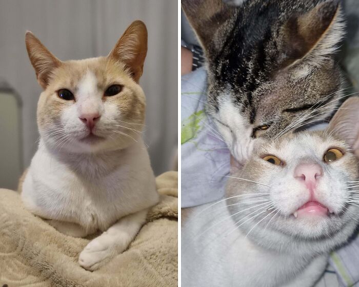 Relaxed orange and white cat paired with playful cat nipping its face