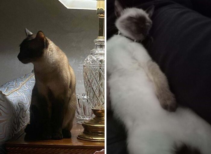Dark Siamese cat sitting regally beside relaxed sleeping pose